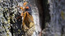 A cicada from a 17-year cicada brood clings to a tree on May 29, 2024 in Park Ridge, Illinois.