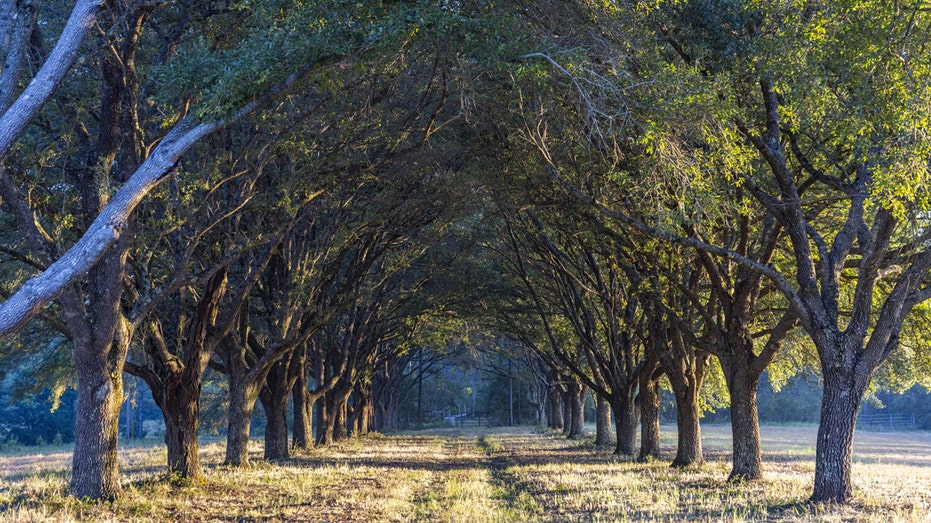 alabama timber stands